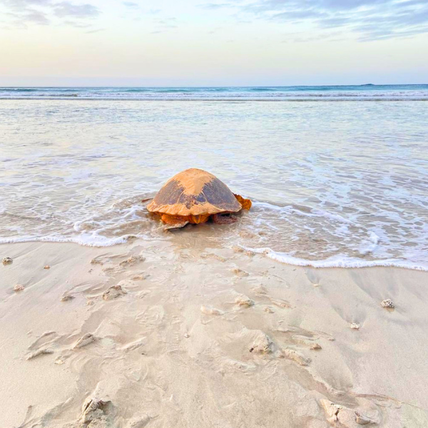 thumb-boa-vista-island-cape-verd-by-ralopes-tours